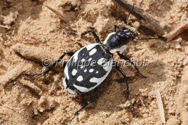 graphipterus serrator.JPG - Graphipterus serratorColeoptera, Carabidae, HarpalinaeDésert libyque, Egypte